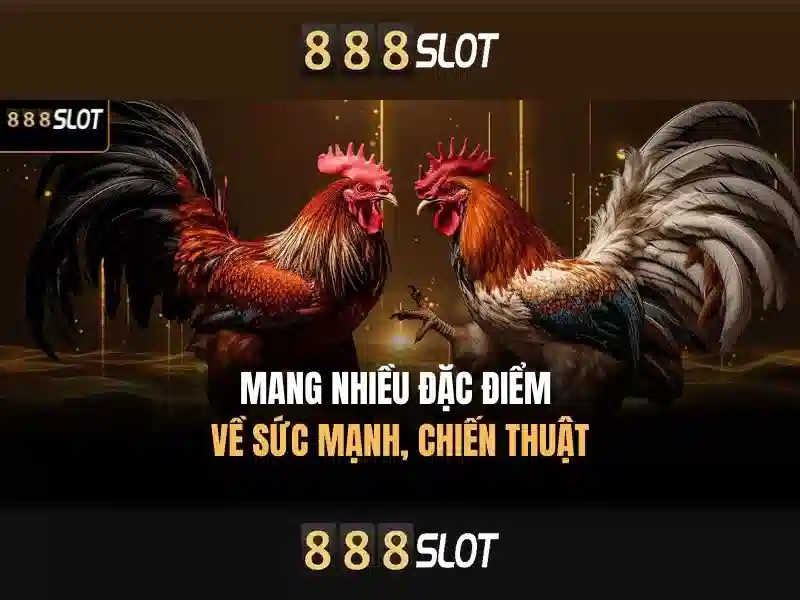888slot là gì?